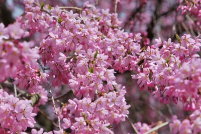 Prunus subhirtella 'Pendula' - višeň chloupkatá 'Pendula' (5)